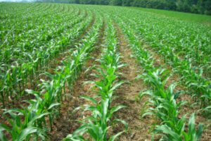 New Corn Field