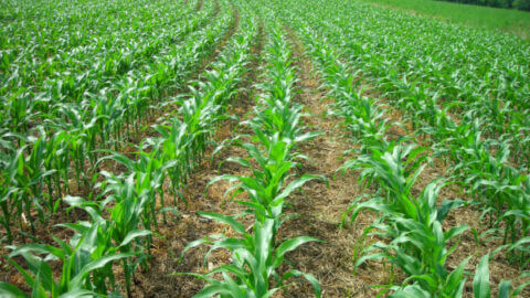 Agriculture - Lancaster County Conservation District