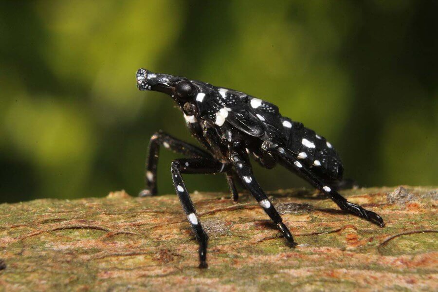 lantern fly